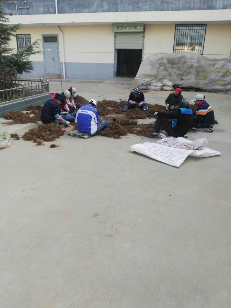 苍术种子