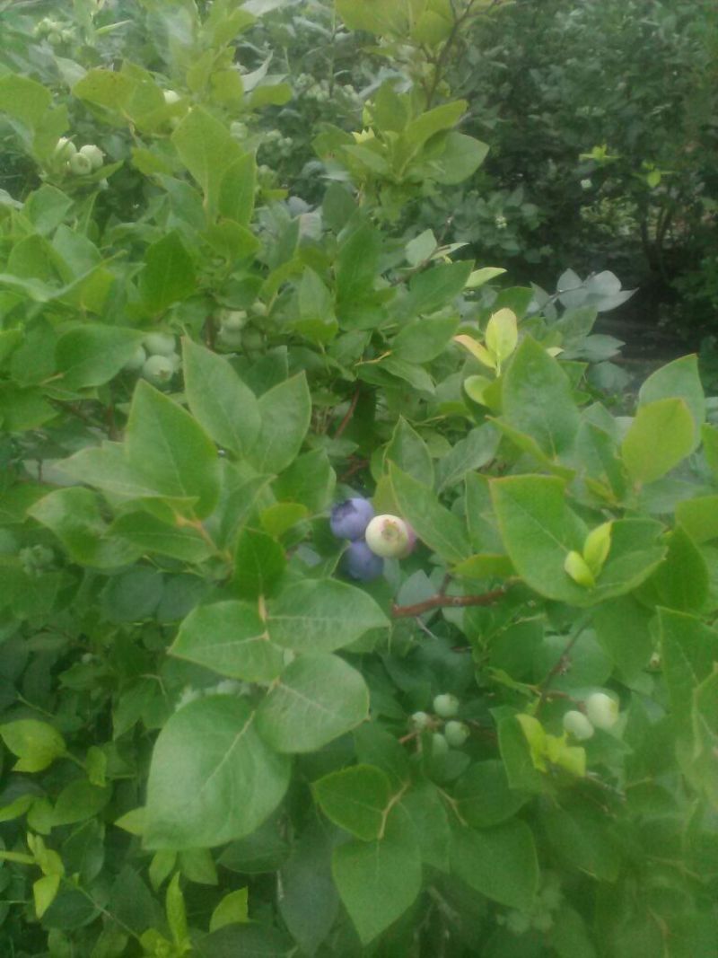 北高丛蓝莓4~6mm以上