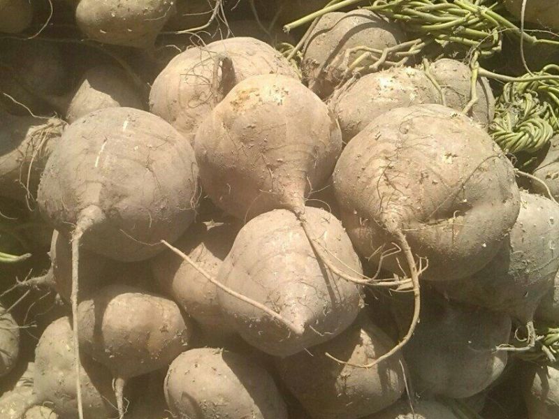 广东徐闻新苗苟葛白地瓜应季节凉薯沙苟