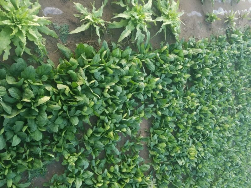 大叶菠菜20~25厘米