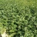 地径0.6-08cm花椒苗实生苗1~2年