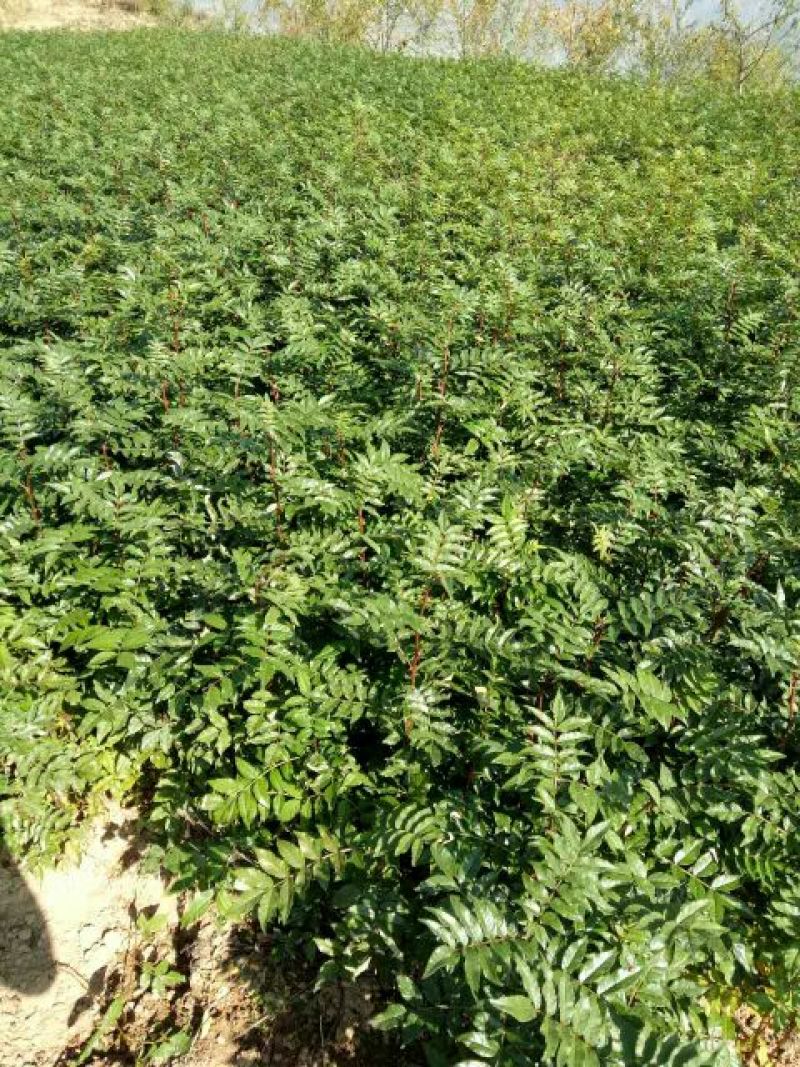 地径0.6-08cm花椒苗实生苗1~2年