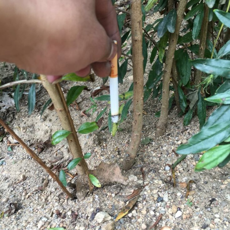 石榴苗
