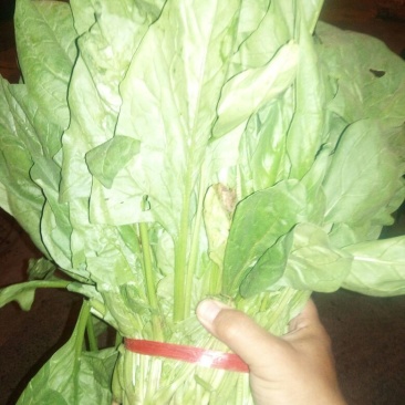 大叶菠菜15~20厘米