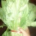 大叶菠菜15~20厘米