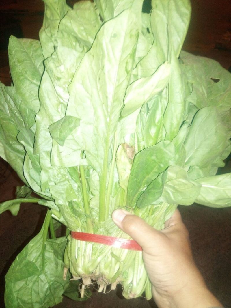 大叶菠菜15~20厘米