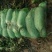 沙窝水果萝卜1~1.5斤起