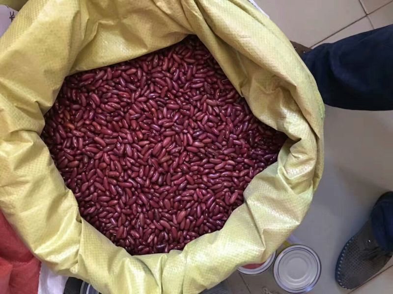 四季豆种子泰国架豆王种子无筋豆豆王种子