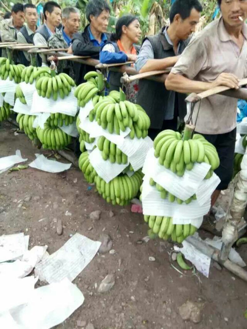 香蕉七成熟