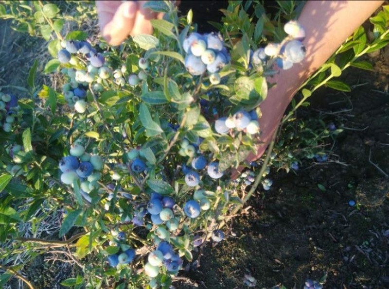 北陆蓝莓