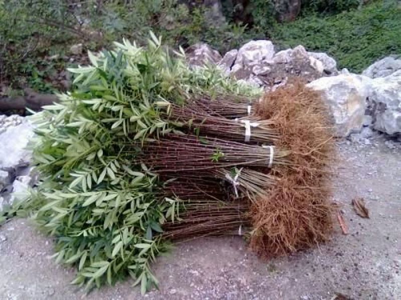 花椒苗0.5~1年