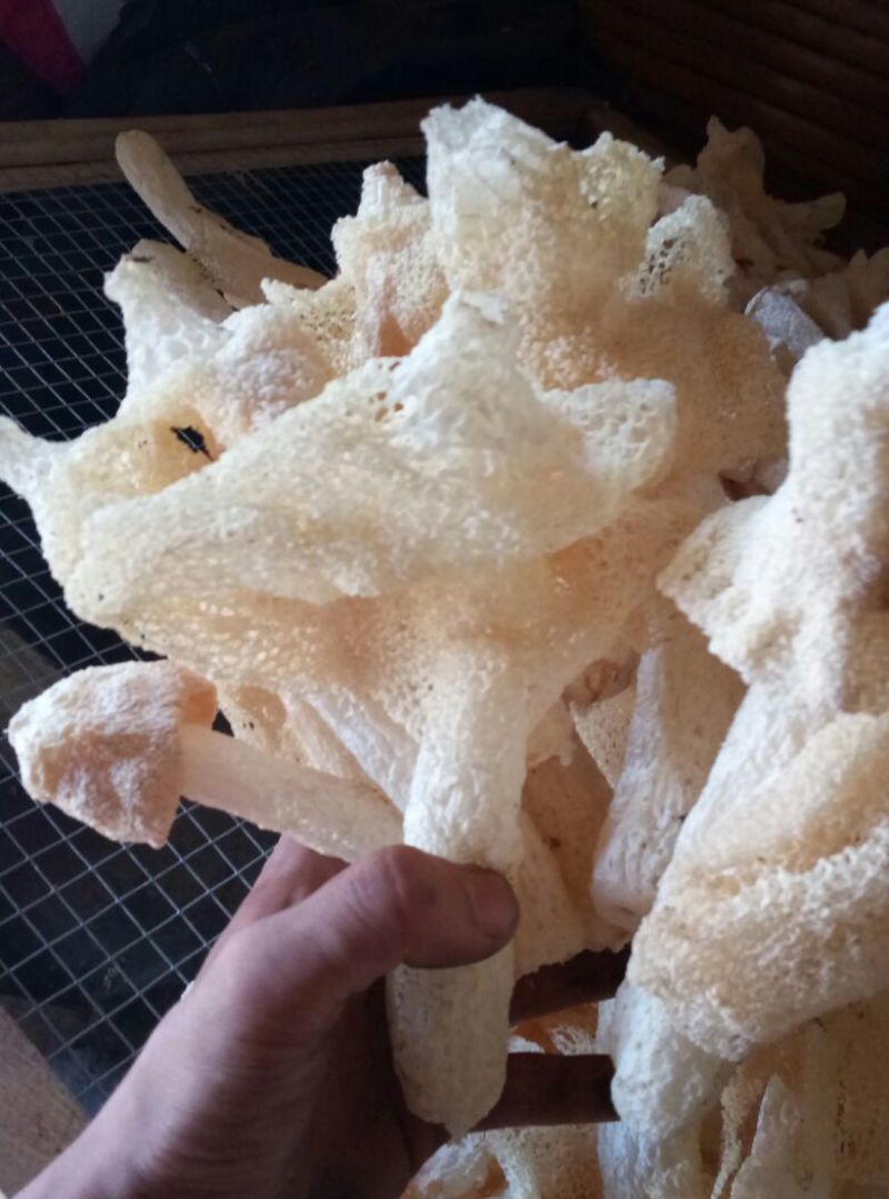 干竹荪一级