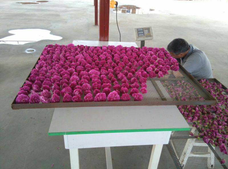 玫瑰花茶