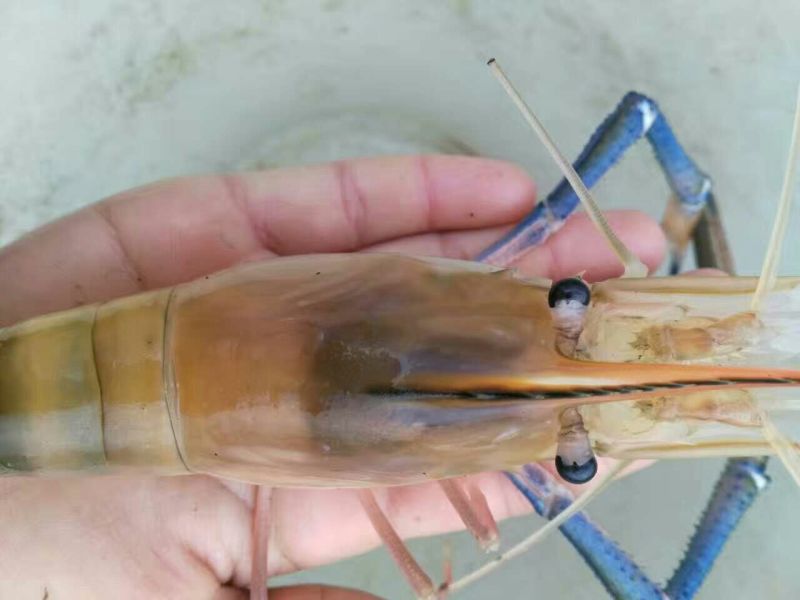 沼虾