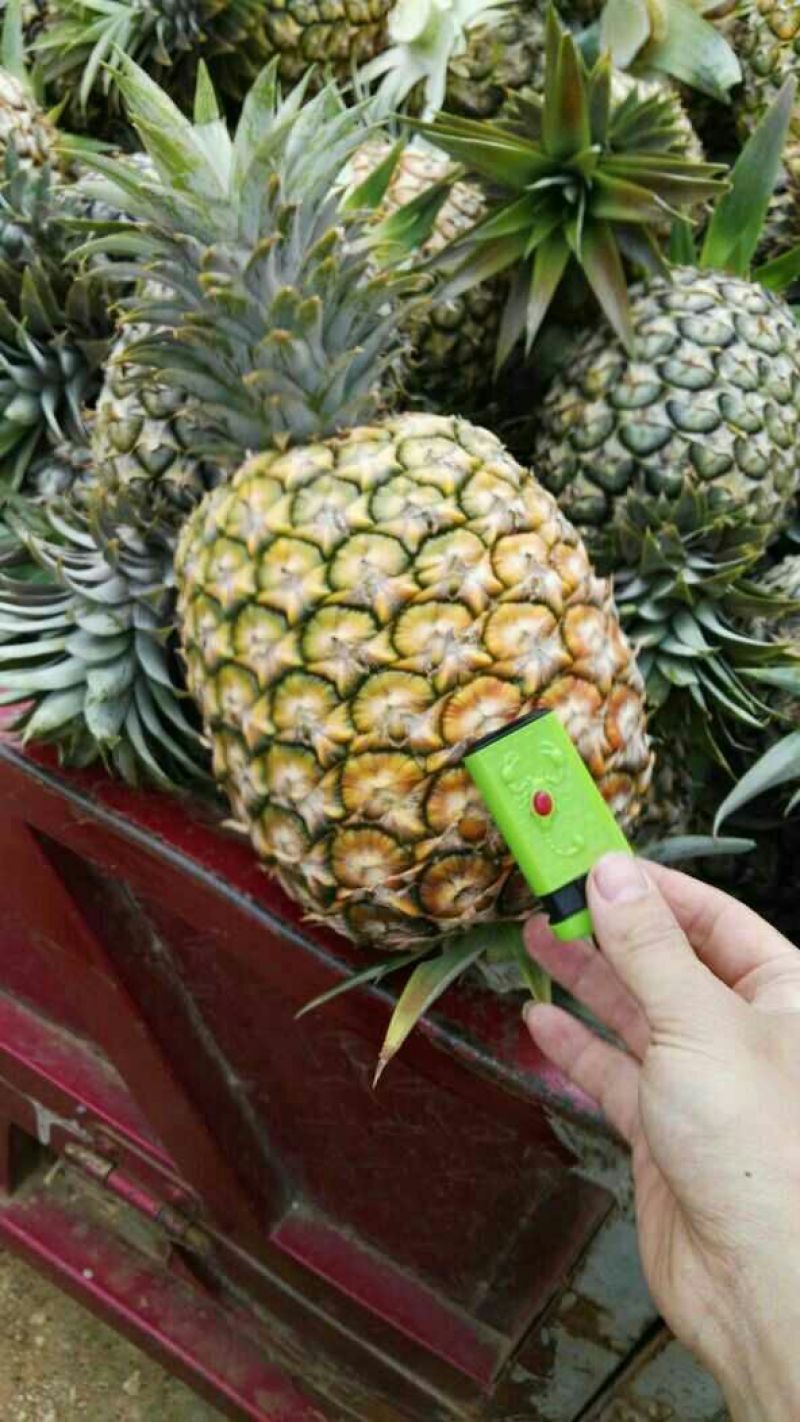 金钻十七号凤梨