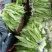 油麦菜20~25厘米以上需要联系价格便宜