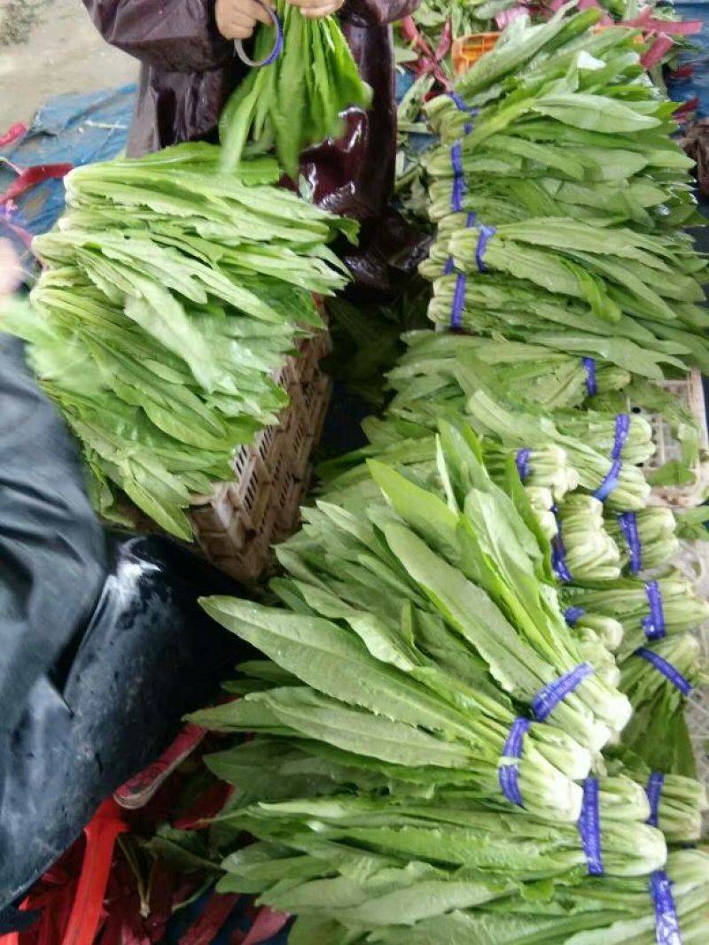 油麦菜20~25厘米以上需要联系价格便宜