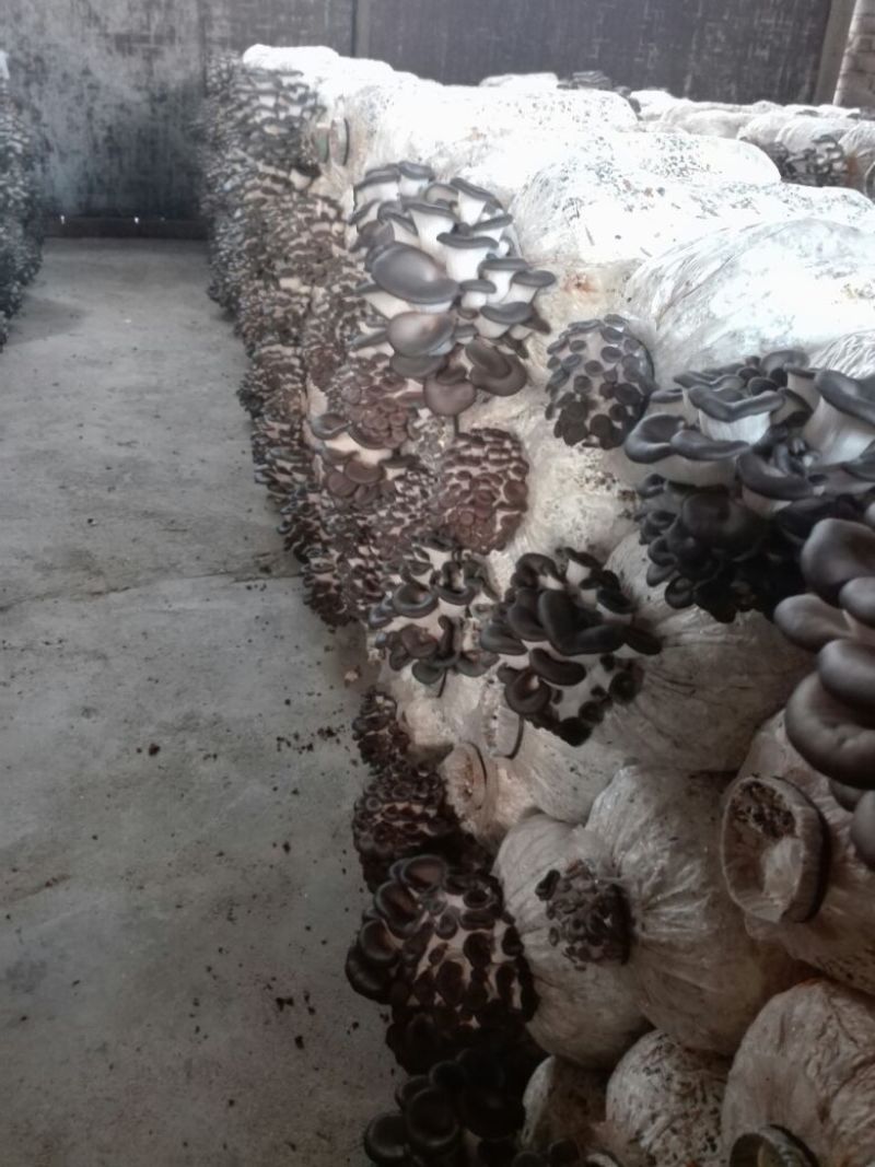 平菇菌棒23×53