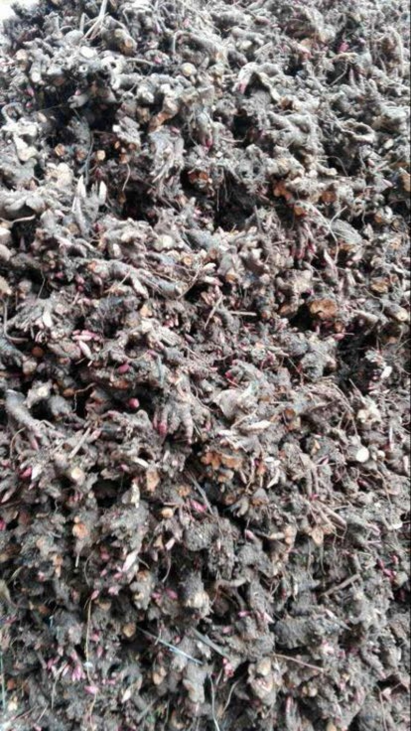 美丽芍药苗多花芍药苗