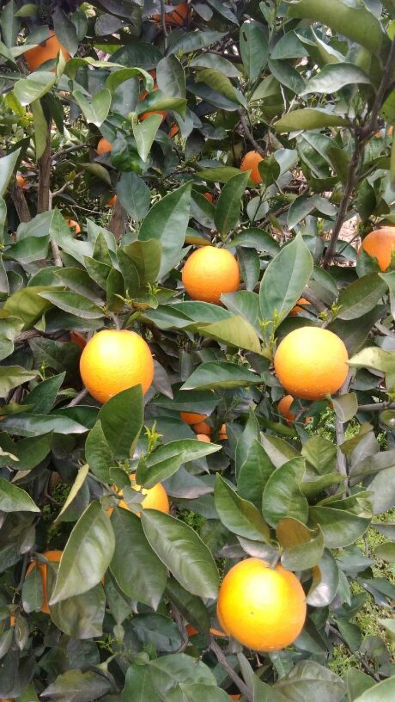夏橙