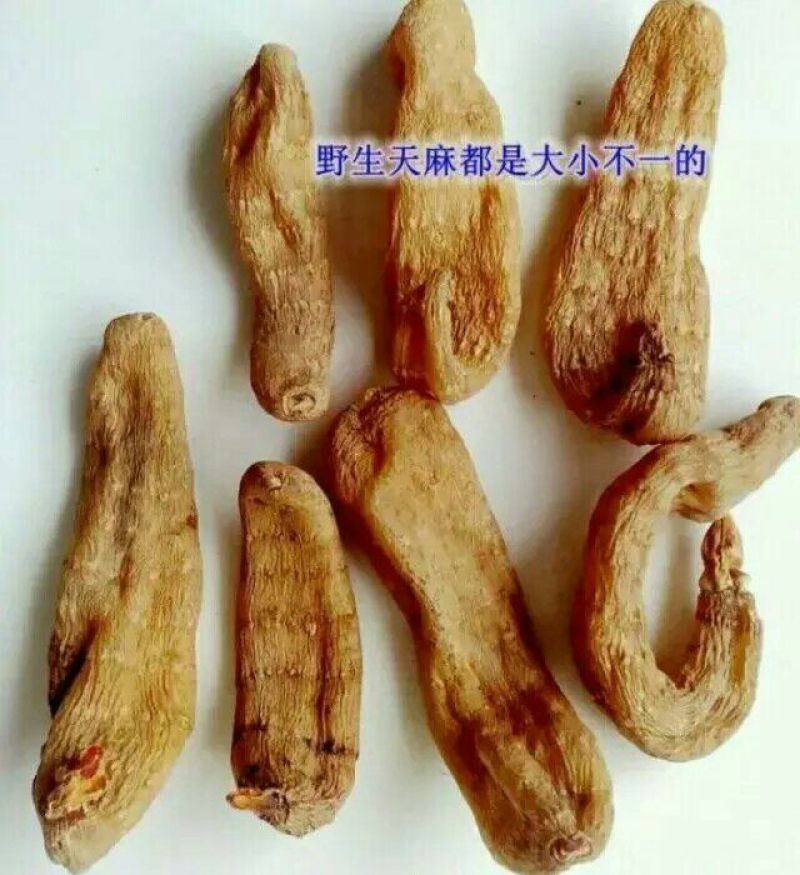 天麻