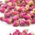 玫瑰花茶