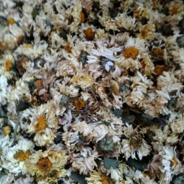 菊花茶开花