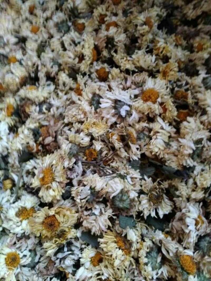 菊花茶开花
