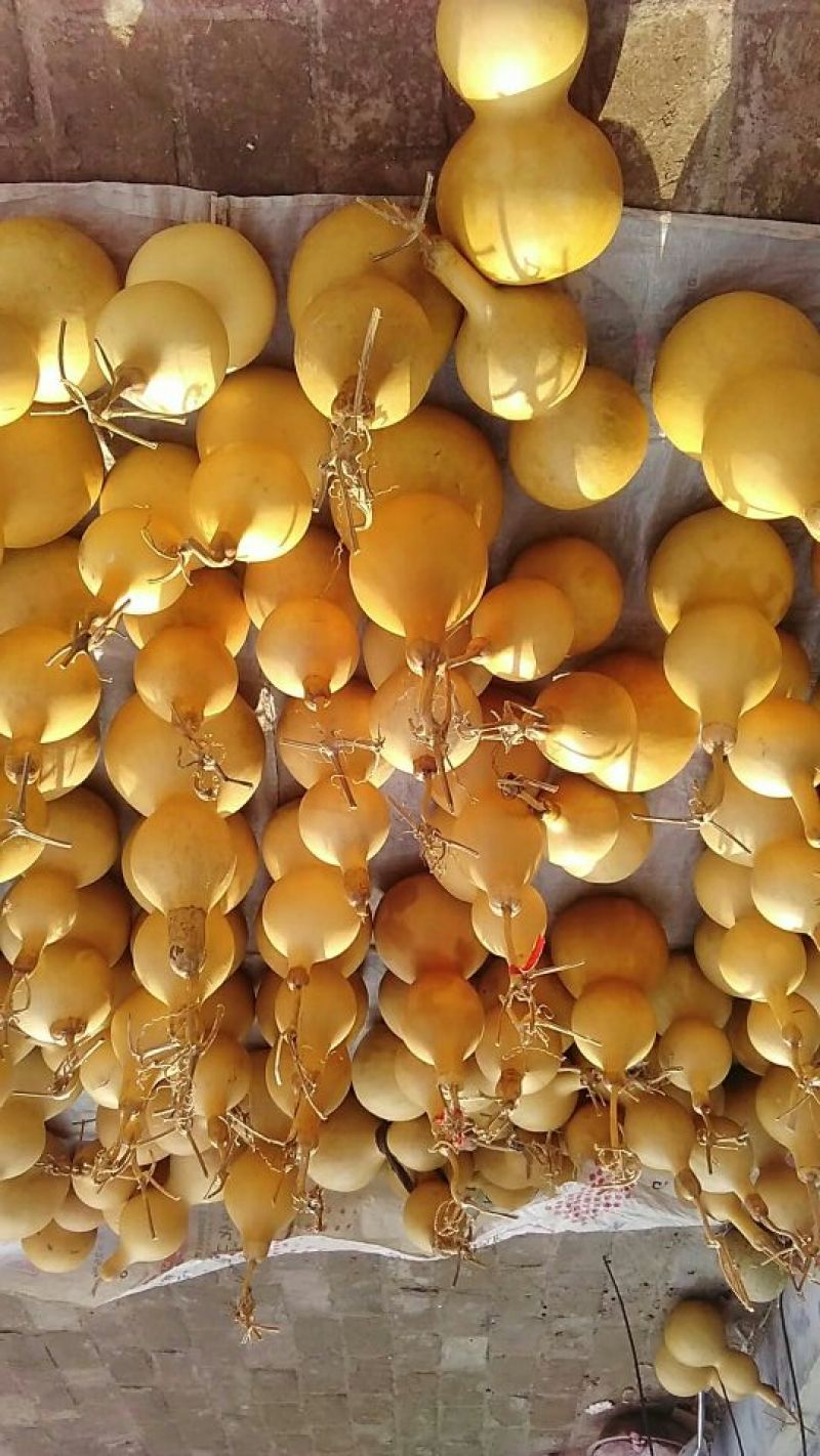 长嘴亚腰葫芦35~45cm