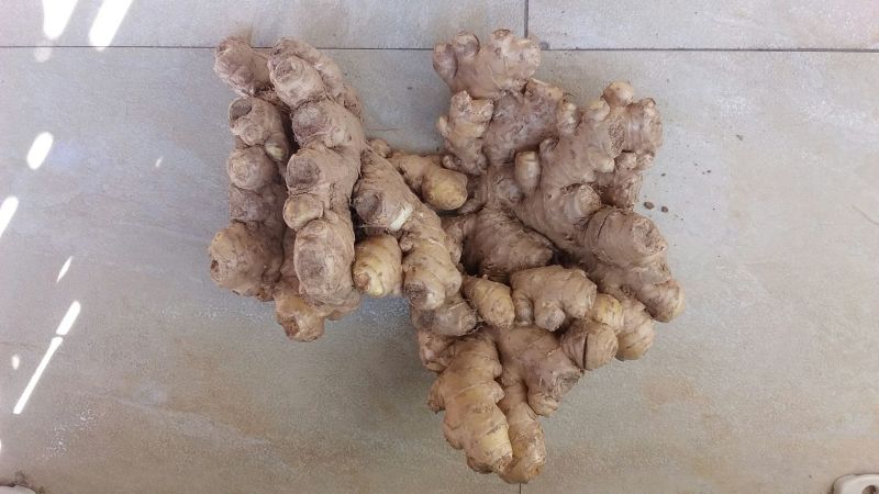 小黄姜4两以上带土