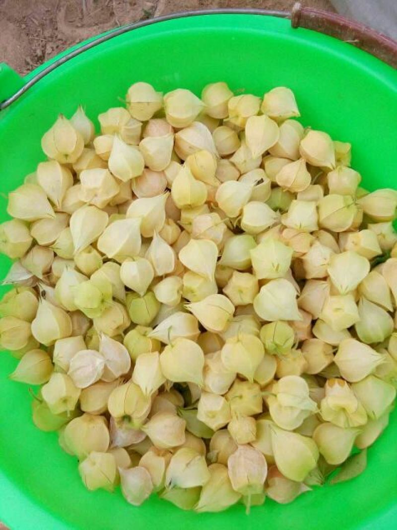 甜菇茑5~10mm