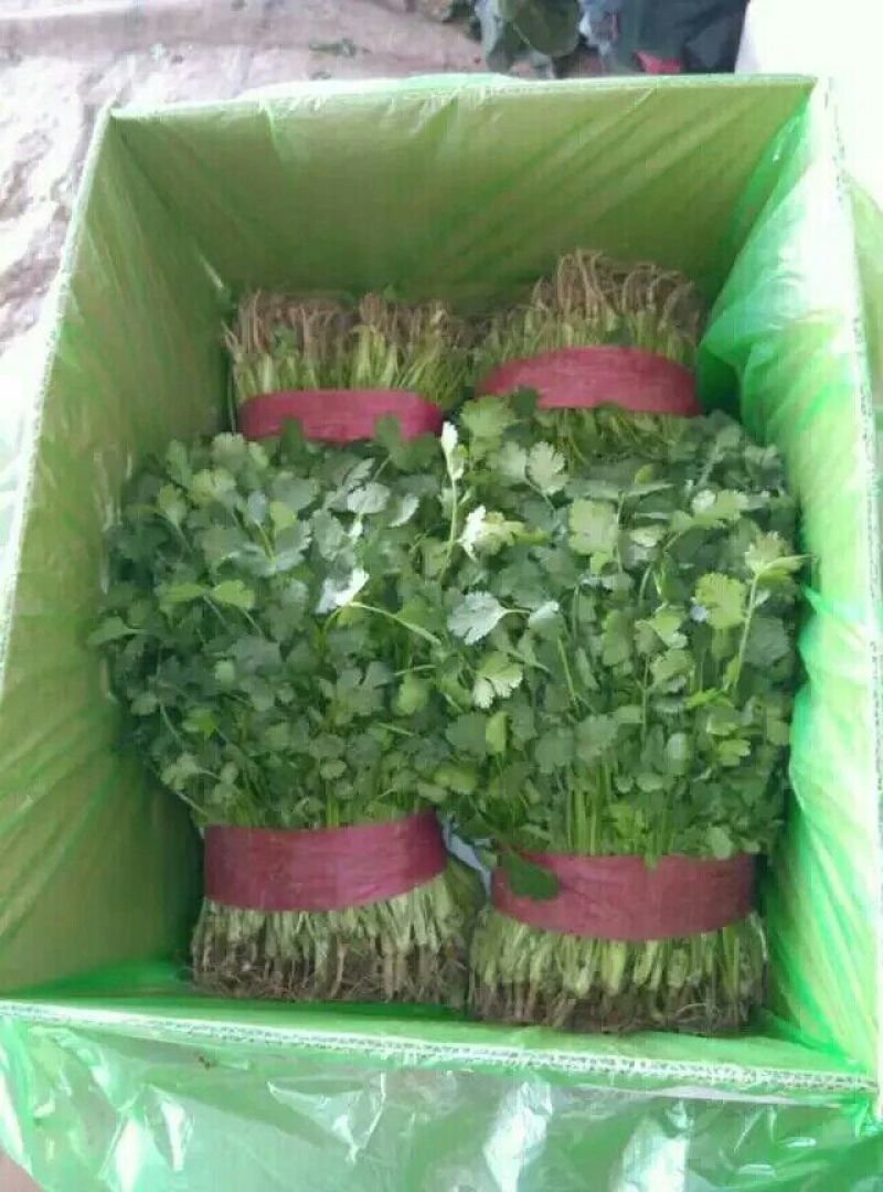 大叶香菜25~30厘米以上另有多种蔬菜配车，需要联系