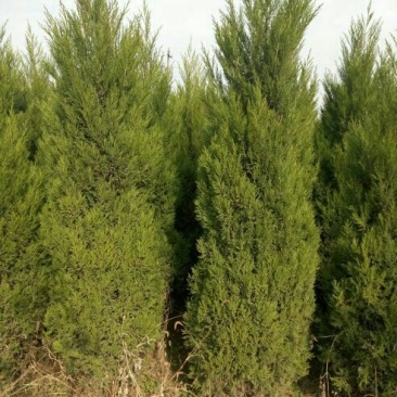 蜀桧1-6米量大供应要的提前预约