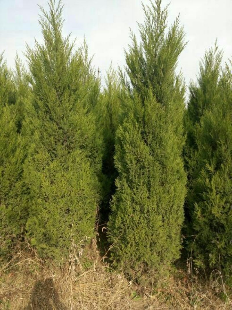 蜀桧1-6米量大供应要的提前预约