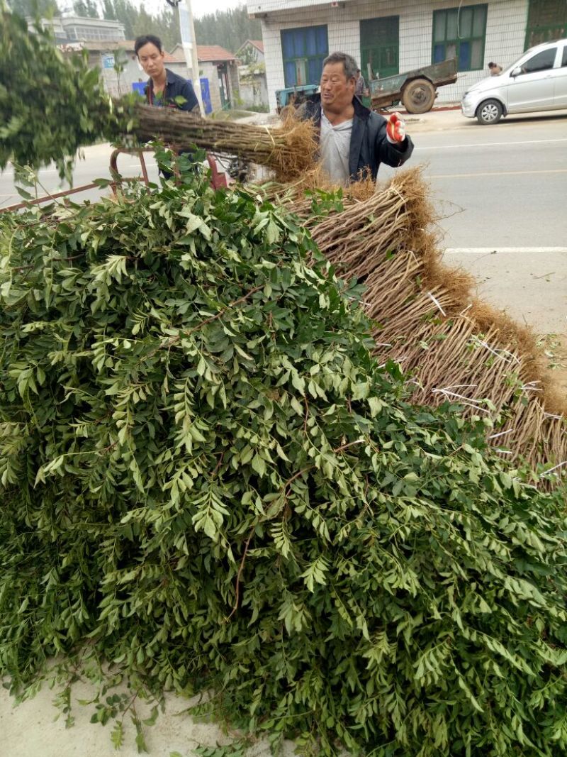 大红袍花椒苗，无刺花椒苗，1-3年花椒苗，九叶青花椒苗