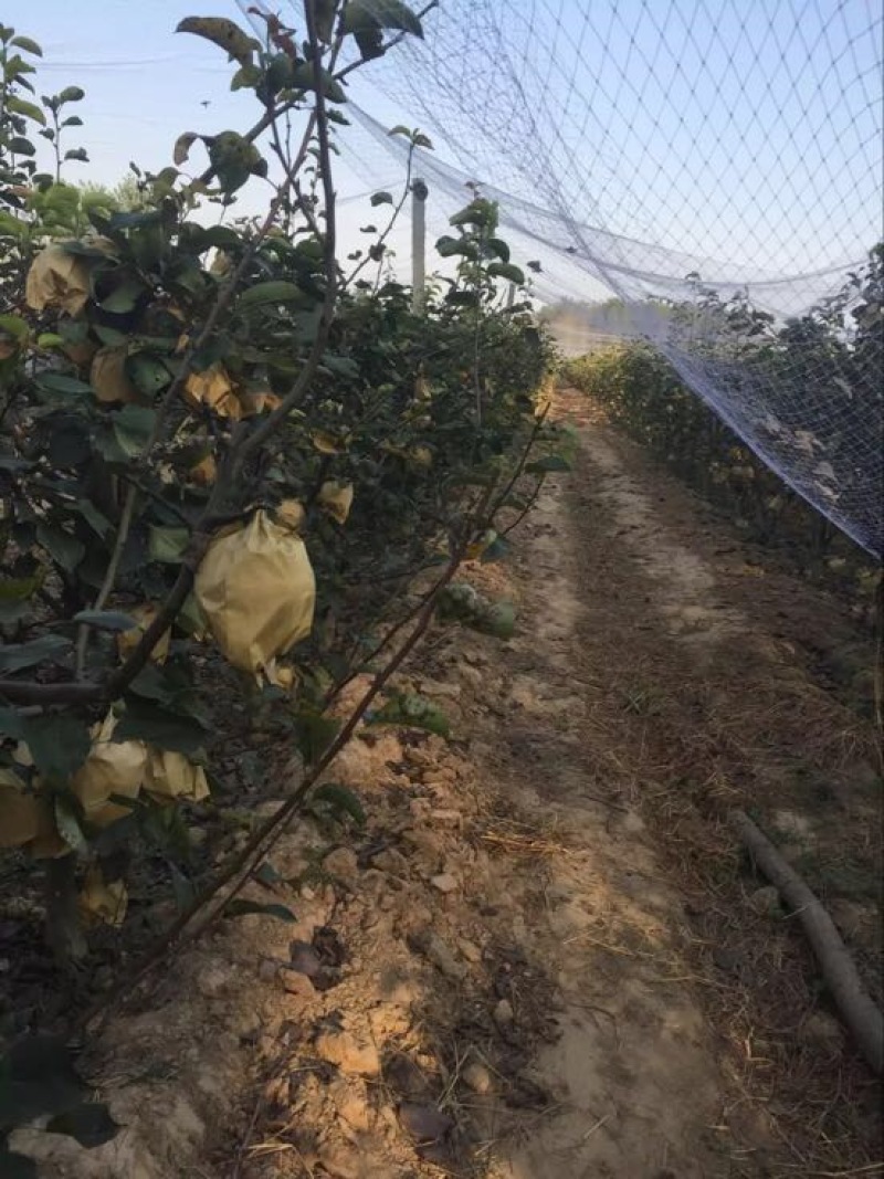 晚秋黄梨