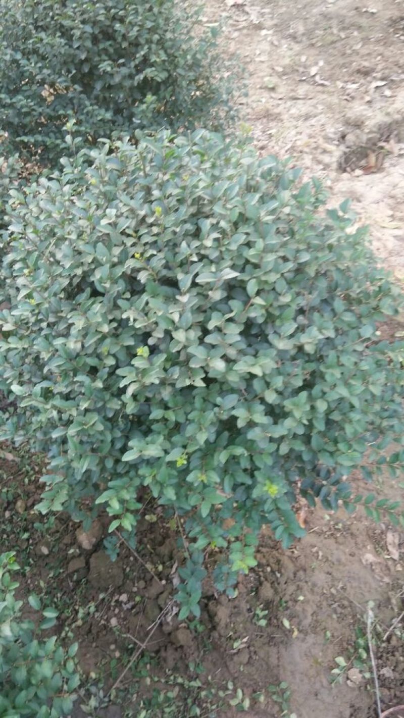 小叶女贞球80cm以上量大