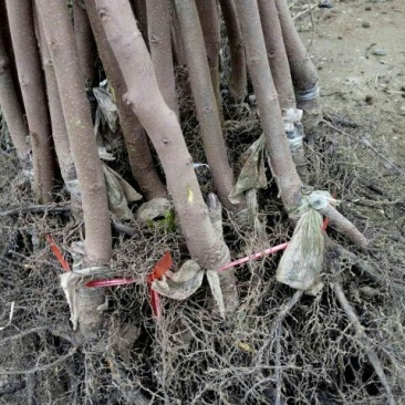 柿子树苗100~150cm