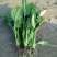 小叶菠菜25~30厘米