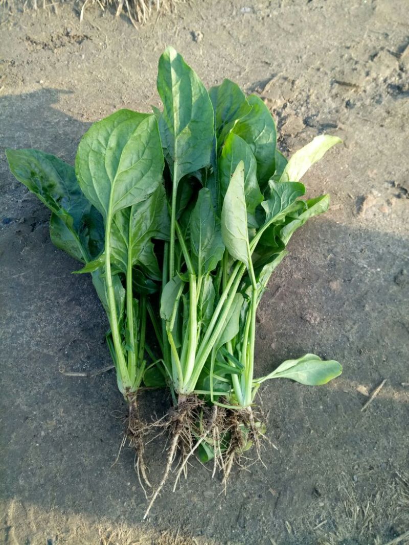 小叶菠菜25~30厘米