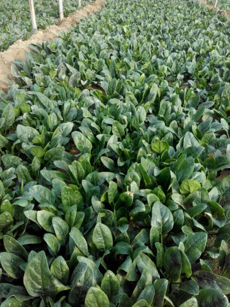 黑叶菠菜15~20厘米
