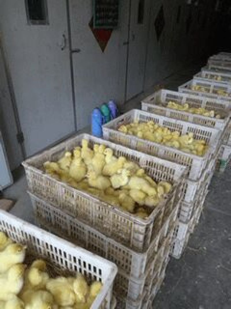 三花鹅苗250g以下