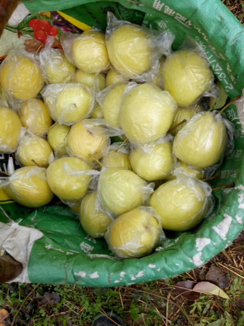 酸梨200~250g纸箱
