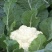 河北永年精品菜花大量供应中2斤紧密乳白