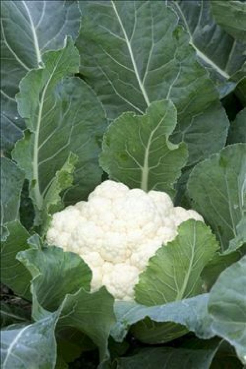河北永年精品菜花大量供应中2斤紧密乳白