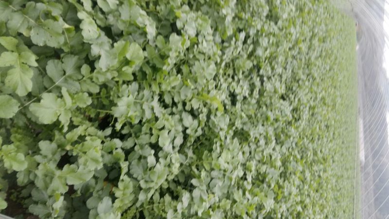 新白玉白萝卜1~1.5斤起