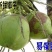 高种椰子5~6斤