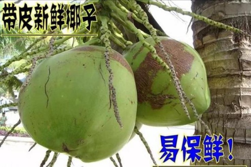 高种椰子5~6斤