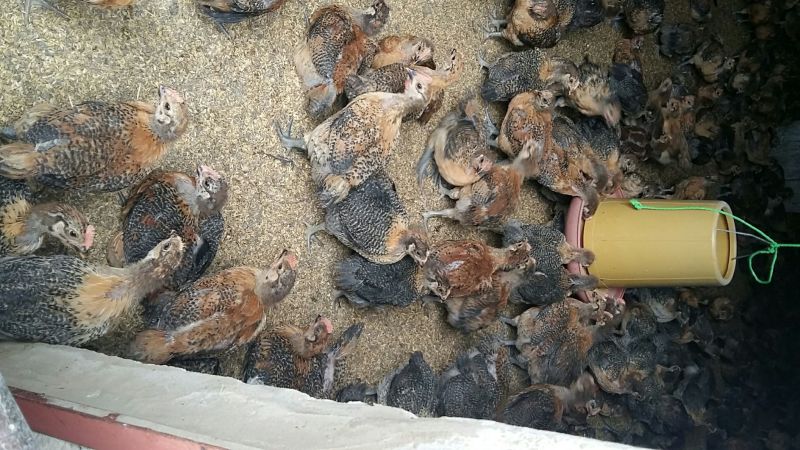 脱温鸡1斤以上