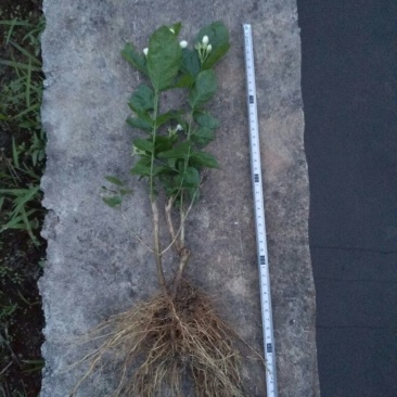 茉莉花苗30~50cm